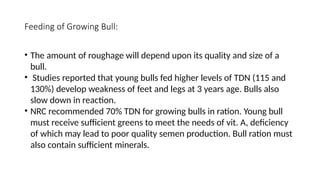 Bull Ration Lecture#6.pptxffffdddccgggffggbbbgggffcc | PPTX
