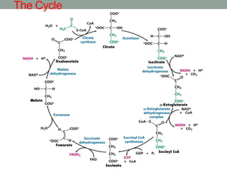 Lecture 6.pdf. A slide on the citric acid cycle | PDF