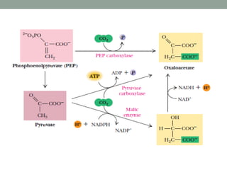 Lecture 6.pdf. A slide on the citric acid cycle | PDF