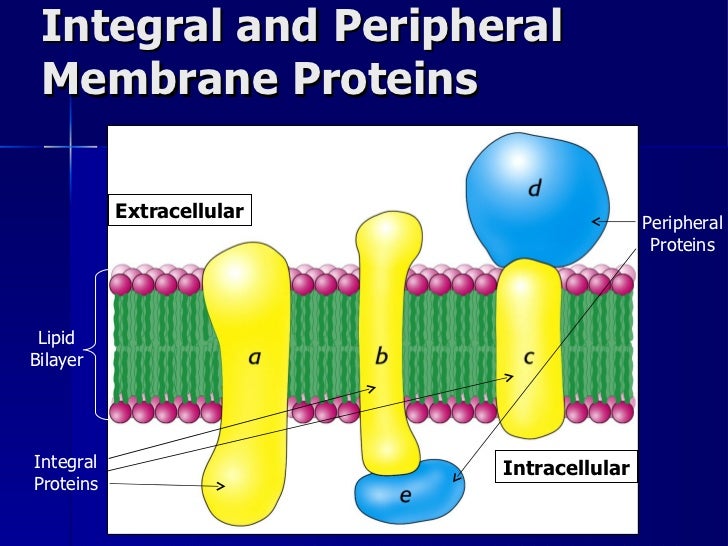 Lecture 6 7 lipids and membranes