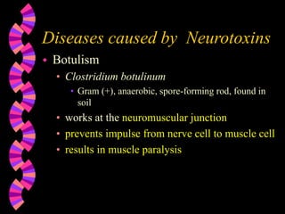 Diseases caused by Neurotoxins
 Botulism
• Clostridium botulinum
• Gram (+), anaerobic, spore-forming rod, found in
soil
• works at the neuromuscular junction
• prevents impulse from nerve cell to muscle cell
• results in muscle paralysis
 