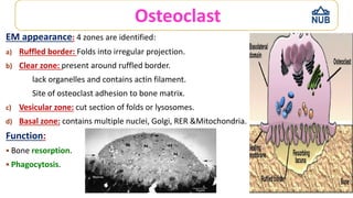 Actin Ruffle lecture hgthjhyhhy6uuuyuijuu6 - bone.pdf