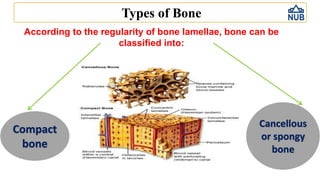 lecture hgthjhyhhy6uuuyuijuu6 - bone.pdf
