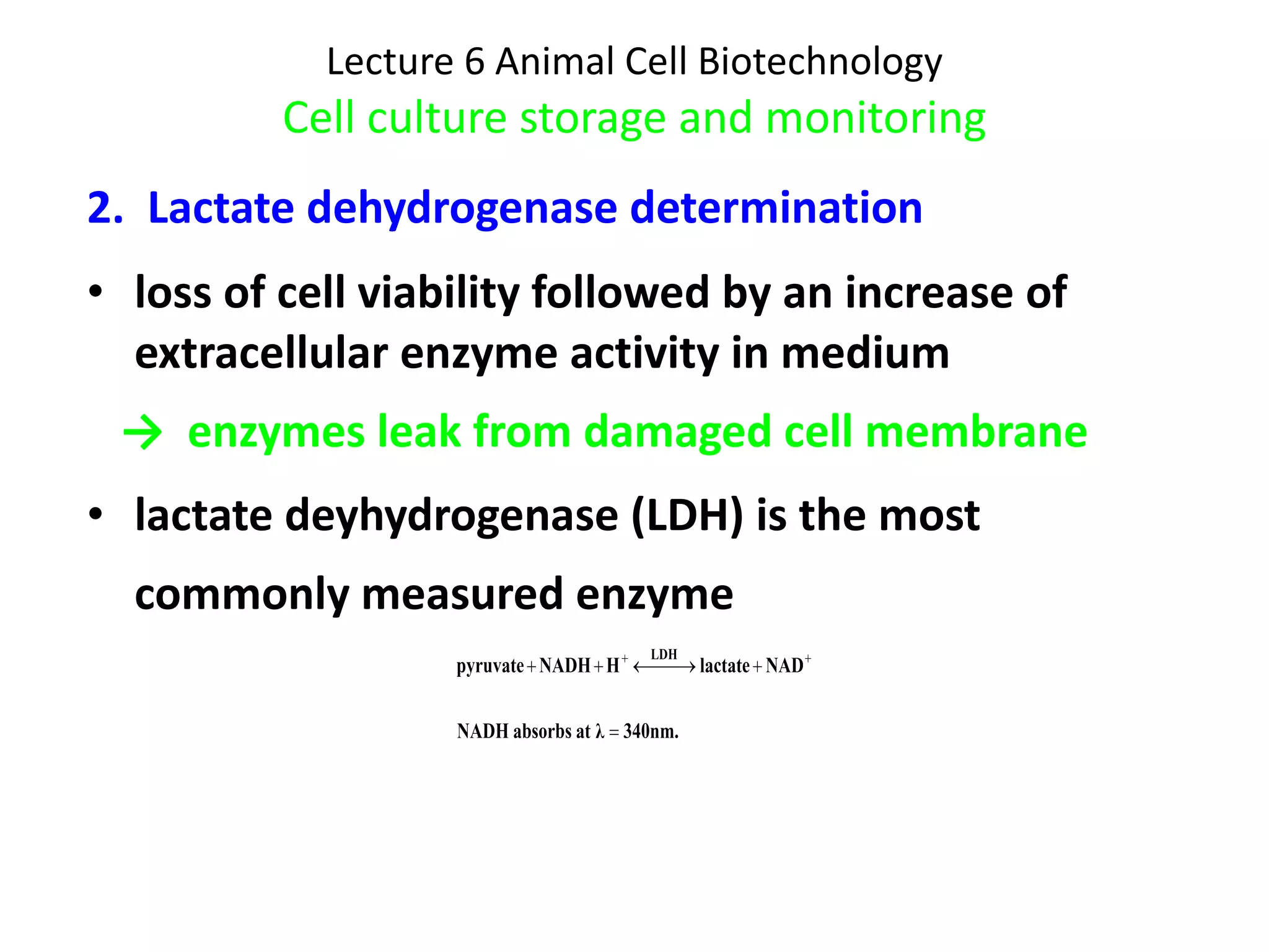 Lecture 6 Animal Cell Biotechnology Cell culture storage and monitoring 2.  Lactate dehydrogenase determination loss of cell viability followed by an increase of extracellular enzyme activity in medium ->  enzymes leak from damaged cell membrane lactate deyhydrogenase (LDH) is the most commonly measured enzyme   