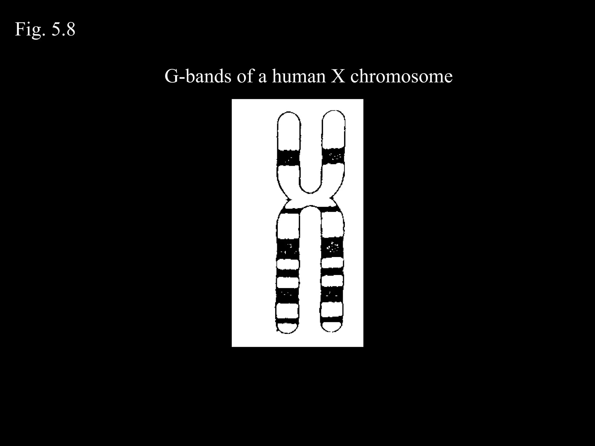 G-bands of a human X chromosome Fig. 5.8 