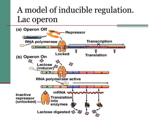 A model of inducible regulation.  Lac operon   