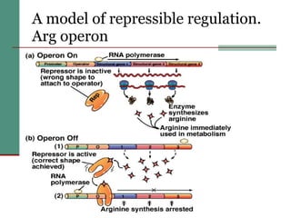 A model of repressible regulation.  Arg operon   