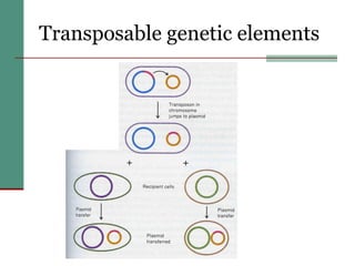 Transposable genetic elements 
