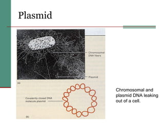 Plasmid   Chromosomal and plasmid DNA leaking out of a cell.  