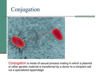 Conjugation   Conjugation  is mode of sexual process mating in which a plasmid or other genetic material is transferred by a donor to a recipient cell via a specialized appendage 