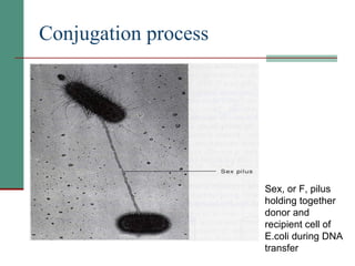 Conjugation process   Sex, or F, pilus holding together donor and recipient cell of E.coli during DNA transfer 