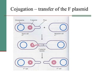 Cojugation – transfer of the F plasmid 