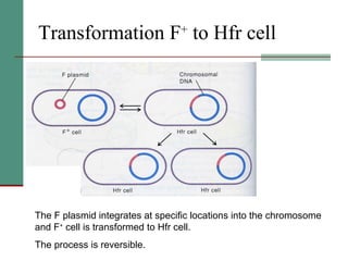 Transformation F +  to Hfr cell The F plasmid integrates at specific locations into the chromosome and F +  cell is transformed to Hfr cell.  The process is reversible. 