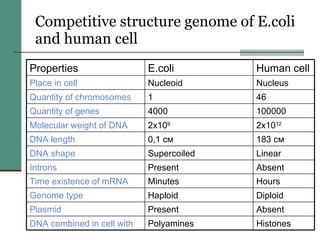 Competitive structure genome of E.coli and human cell Hours  Minutes  Time existence of mRNA Histones Polyamines  DNA combined in cell with Absent  Present Plasmid Diploid  Haploid  Genome type Absent  Present  Introns Linear  Supercoiled  DNA shape  183 см 0,1 см DNA length 2х10 12 2х10 9 Molecular weight of DNA 100000 4000 Quantity of genes  46 1 Quantity of chromosomes Nucleus  Nucleoid  Place in cell Human cell E.coli Properties  