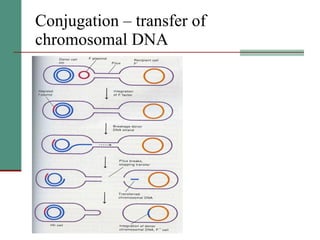 Conjugation – transfer of chromosomal DNA 