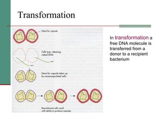 Transformation   In  transformation  a free DNA molecule is transferred from a donor to a recipient bacterium  