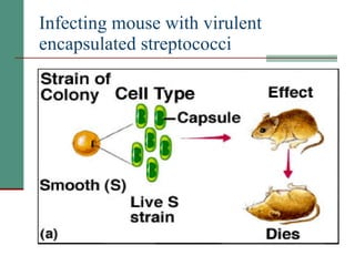 Infecting mouse with virulent encapsulated streptococci   