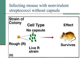 Infecting mouse with nonvirulent streptococci without capsule 