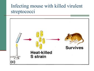 Infecting mouse with killed virulent streptococci 