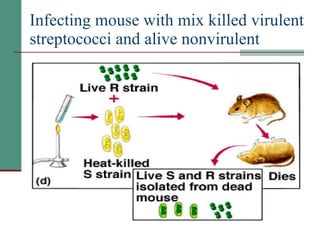 Infecting mouse with mix killed virulent streptococci and alive nonvirulent 
