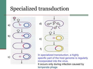 Specialized transduction   In specialized transduction, a highly specific part of the host genome is regularly incorporated into the virus.  It occurs only during infection caused by  temperate phage   a) b) c) d) e) f) 