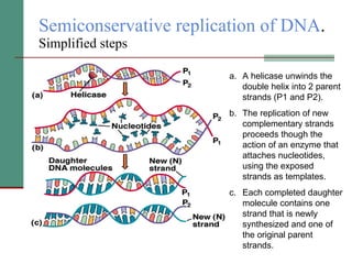 Semiconservative replication of DNA .  Simplified steps A helicase unwinds the double helix into 2 parent strands (P1 and P2). The replication of new complementary strands proceeds though the action of an enzyme that attaches nucleotides, using the exposed strands as templates. Each completed daughter molecule contains one strand that is newly synthesized and one of the original parent strands. 