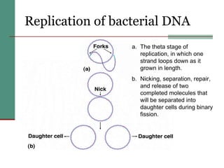 Replication of bacterial DNA The theta stage of replication, in which one strand loops down as it grown in length. Nicking, separation, repair, and release of two completed molecules that will be separated into daughter cells during binary fission. 