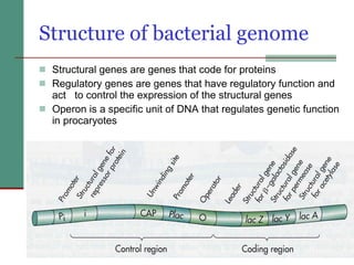 Structure of bacterial genome Structural genes are genes that code for proteins Regulatory genes are genes that have regulatory function and act  to control the expression of the structural genes Operon is a specific unit of DNA that regulates genetic function in procaryotes   