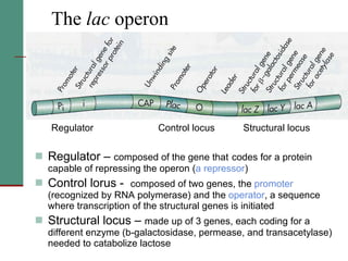 The  lac  operon Regulator –  composed of the gene that   codes for a protein capable of repressing the operon ( a repressor ) Control lorus -  composed of two genes, the  promoter  (recognized by RNA polymerase) and the  operator , a sequence where transcription of the structural genes is initiated Structural locus –  made up of 3 genes, each coding for a different enzyme (b-galactosidase, permease, and transacetylase) needed to catabolize lactose Regulator Control locus Structural locus 