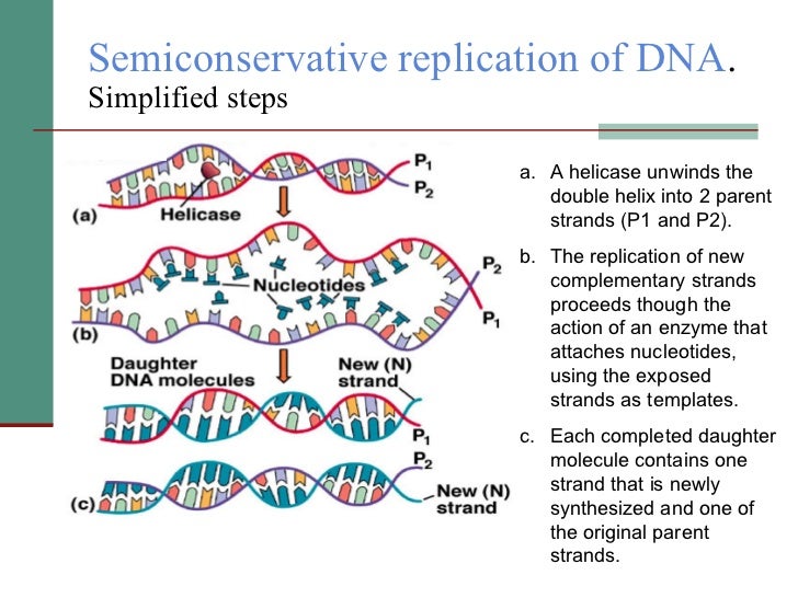 Bohomolets Microbiology Lecture #6
