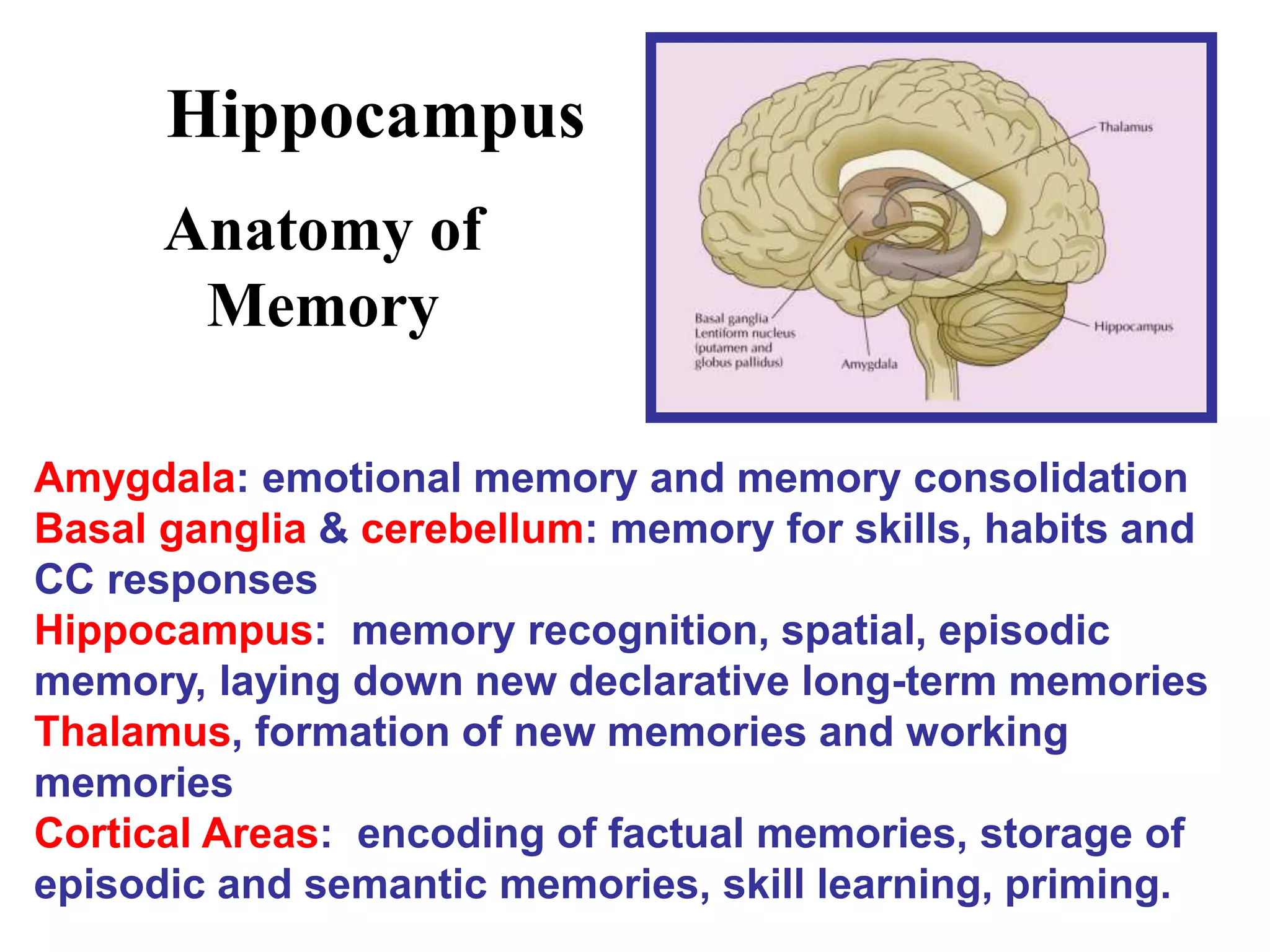 Hippocampus
Anatomy of
Memory
Amygdala: emotional memory and memory consolidation
Basal ganglia & cerebellum: memory for skills, habits and
CC responses
Hippocampus: memory recognition, spatial, episodic
memory, laying down new declarative long-term memories
Thalamus, formation of new memories and working
memories
Cortical Areas: encoding of factual memories, storage of
episodic and semantic memories, skill learning, priming.
 
