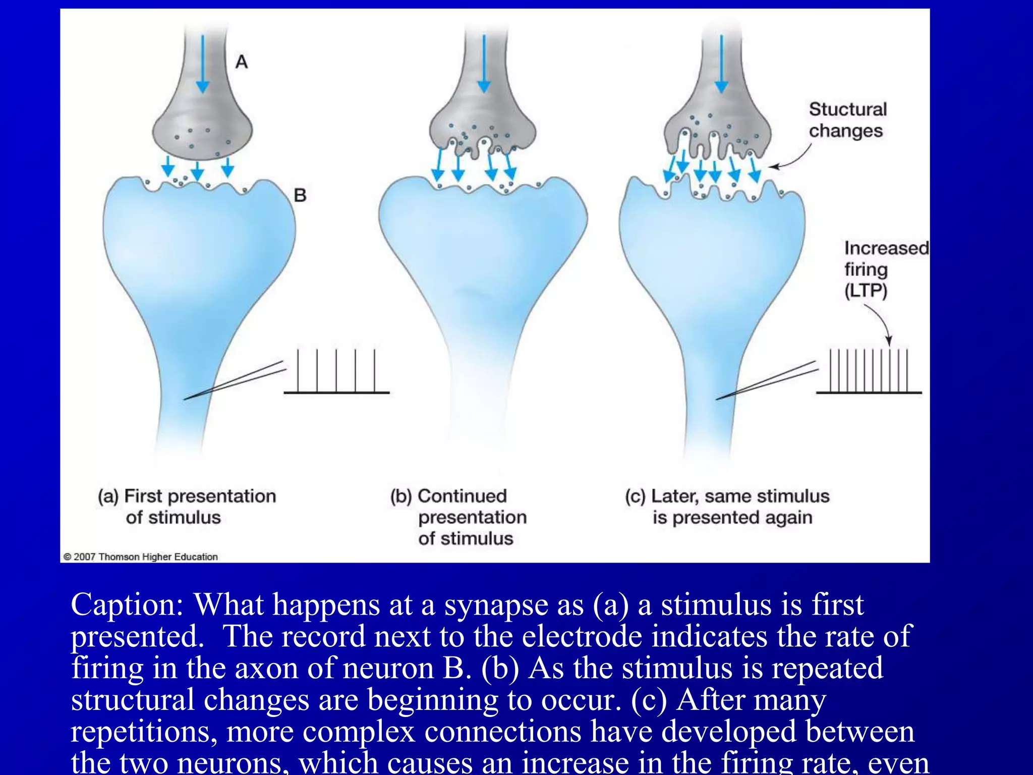 Caption: What happens at a synapse as (a) a stimulus is first
presented. The record next to the electrode indicates the rate of
firing in the axon of neuron B. (b) As the stimulus is repeated
structural changes are beginning to occur. (c) After many
repetitions, more complex connections have developed between
the two neurons, which causes an increase in the firing rate, even
 