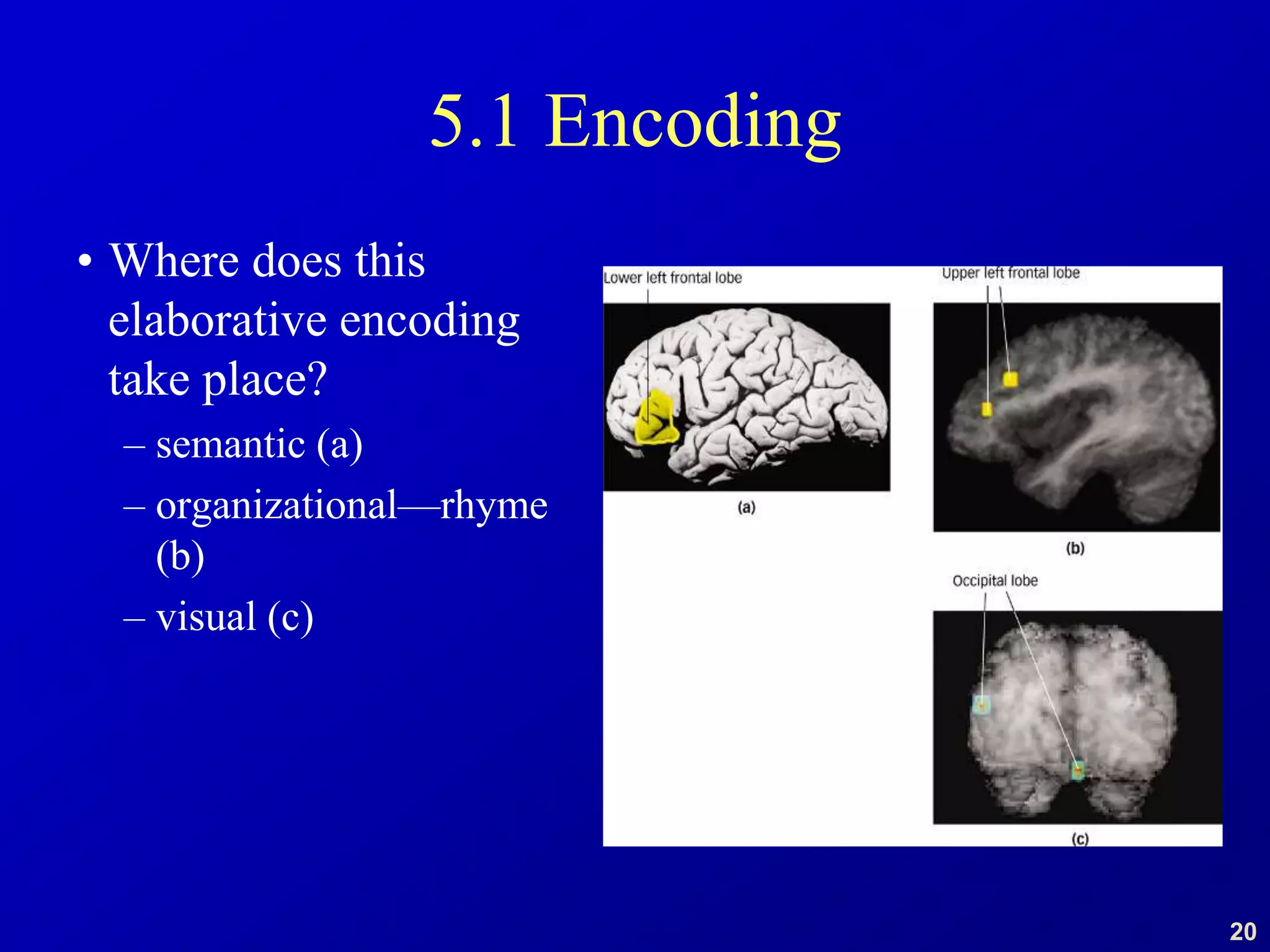 20
5.1 Encoding
• Where does this
elaborative encoding
take place?
– semantic (a)
– organizational—rhyme
(b)
– visual (c)
 