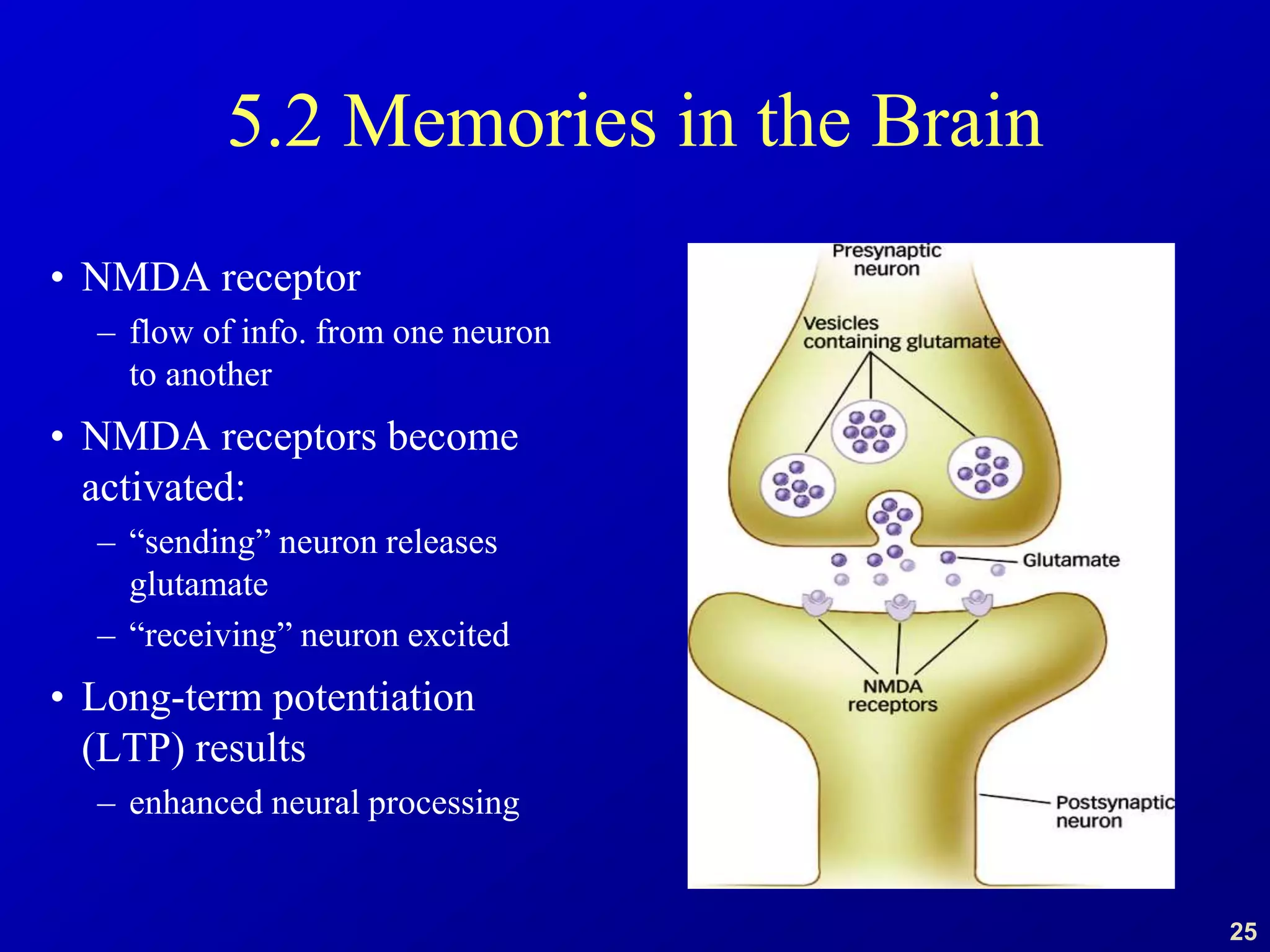 25
5.2 Memories in the Brain
• NMDA receptor
– flow of info. from one neuron
to another
• NMDA receptors become
activated:
– “sending” neuron releases
glutamate
– “receiving” neuron excited
• Long-term potentiation
(LTP) results
– enhanced neural processing
 