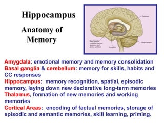 Hippocampus
Anatomy of
Memory
Amygdala: emotional memory and memory consolidation
Basal ganglia & cerebellum: memory for skills, habits and
CC responses
Hippocampus: memory recognition, spatial, episodic
memory, laying down new declarative long-term memories
Thalamus, formation of new memories and working
memories
Cortical Areas: encoding of factual memories, storage of
episodic and semantic memories, skill learning, priming.
 
