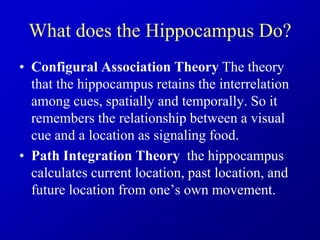 What does the Hippocampus Do?
• Configural Association Theory The theory
that the hippocampus retains the interrelation
among cues, spatially and temporally. So it
remembers the relationship between a visual
cue and a location as signaling food.
• Path Integration Theory the hippocampus
calculates current location, past location, and
future location from one’s own movement.
 