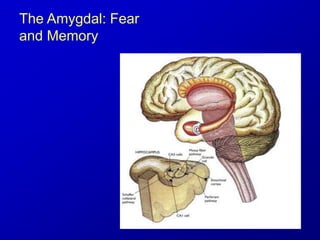 The Amygdal: Fear
and Memory
 