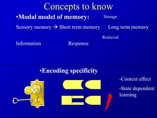 Concepts to know
•Encoding specificity
•Modal model of memory:
Sensory memory  Short term memory Long term memory
Information Response
Storage
Retrieval
-Context effect
-State dependent
learning
 