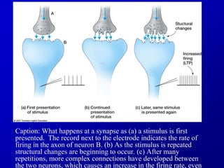 Caption: What happens at a synapse as (a) a stimulus is first
presented. The record next to the electrode indicates the rate of
firing in the axon of neuron B. (b) As the stimulus is repeated
structural changes are beginning to occur. (c) After many
repetitions, more complex connections have developed between
the two neurons, which causes an increase in the firing rate, even
 