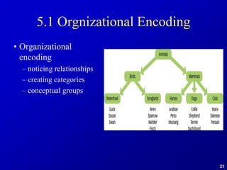 21
5.1 Orgnizational Encoding
• Organizational
encoding
– noticing relationships
– creating categories
– conceptual groups
 