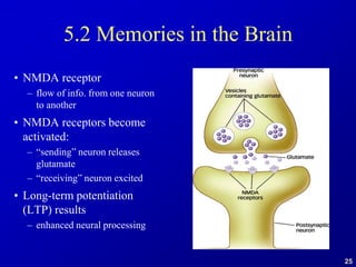 25
5.2 Memories in the Brain
• NMDA receptor
– flow of info. from one neuron
to another
• NMDA receptors become
activated:
– “sending” neuron releases
glutamate
– “receiving” neuron excited
• Long-term potentiation
(LTP) results
– enhanced neural processing
 