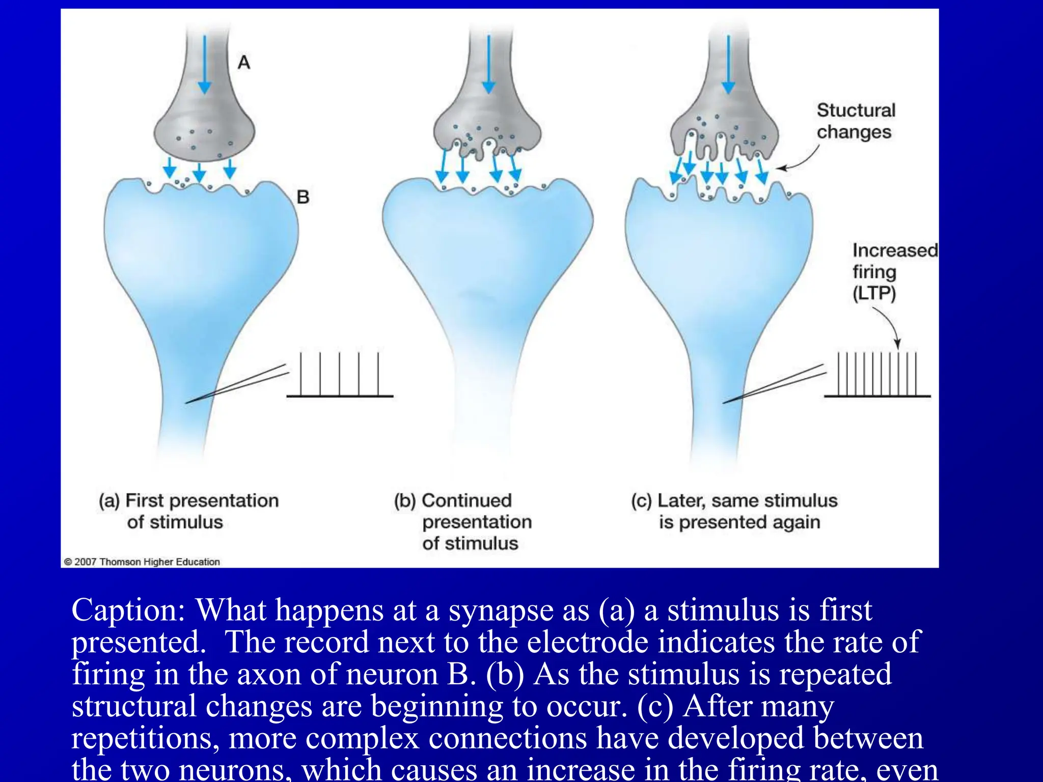 Caption: What happens at a synapse as (a) a stimulus is first
presented. The record next to the electrode indicates the rate of
firing in the axon of neuron B. (b) As the stimulus is repeated
structural changes are beginning to occur. (c) After many
repetitions, more complex connections have developed between
the two neurons, which causes an increase in the firing rate, even
 