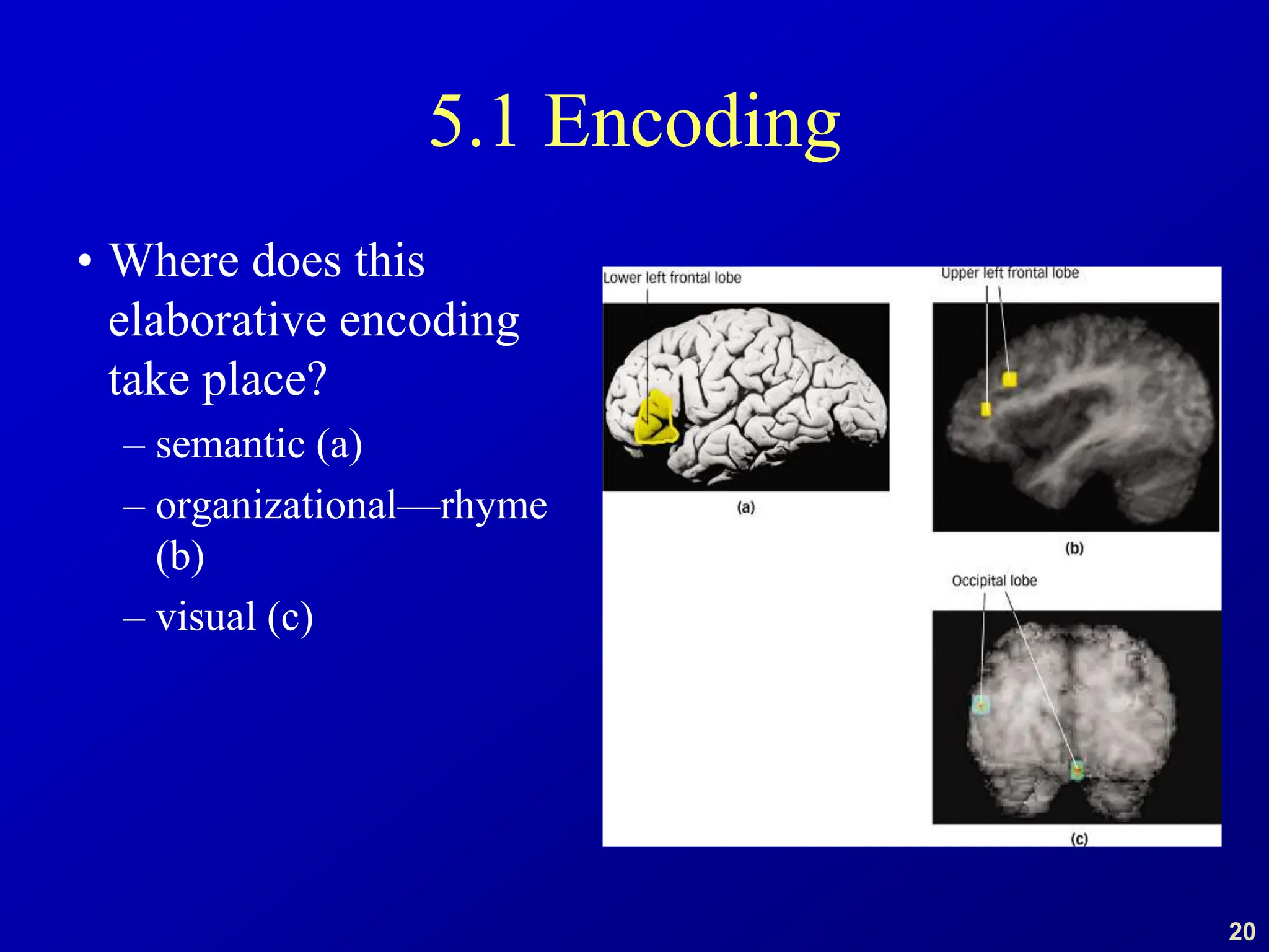 20
5.1 Encoding
• Where does this
elaborative encoding
take place?
– semantic (a)
– organizational—rhyme
(b)
– visual (c)
 