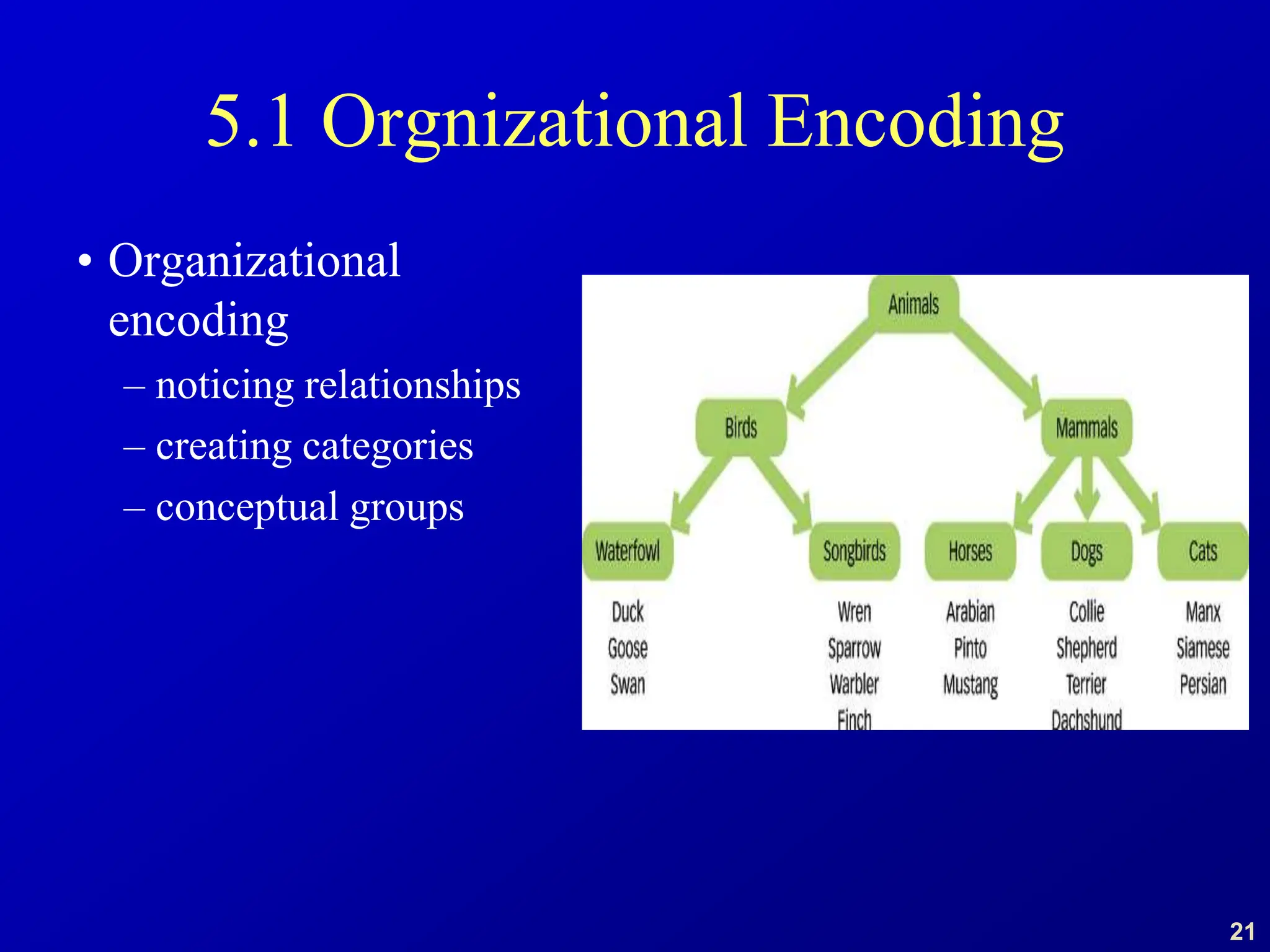 21
5.1 Orgnizational Encoding
• Organizational
encoding
– noticing relationships
– creating categories
– conceptual groups
 