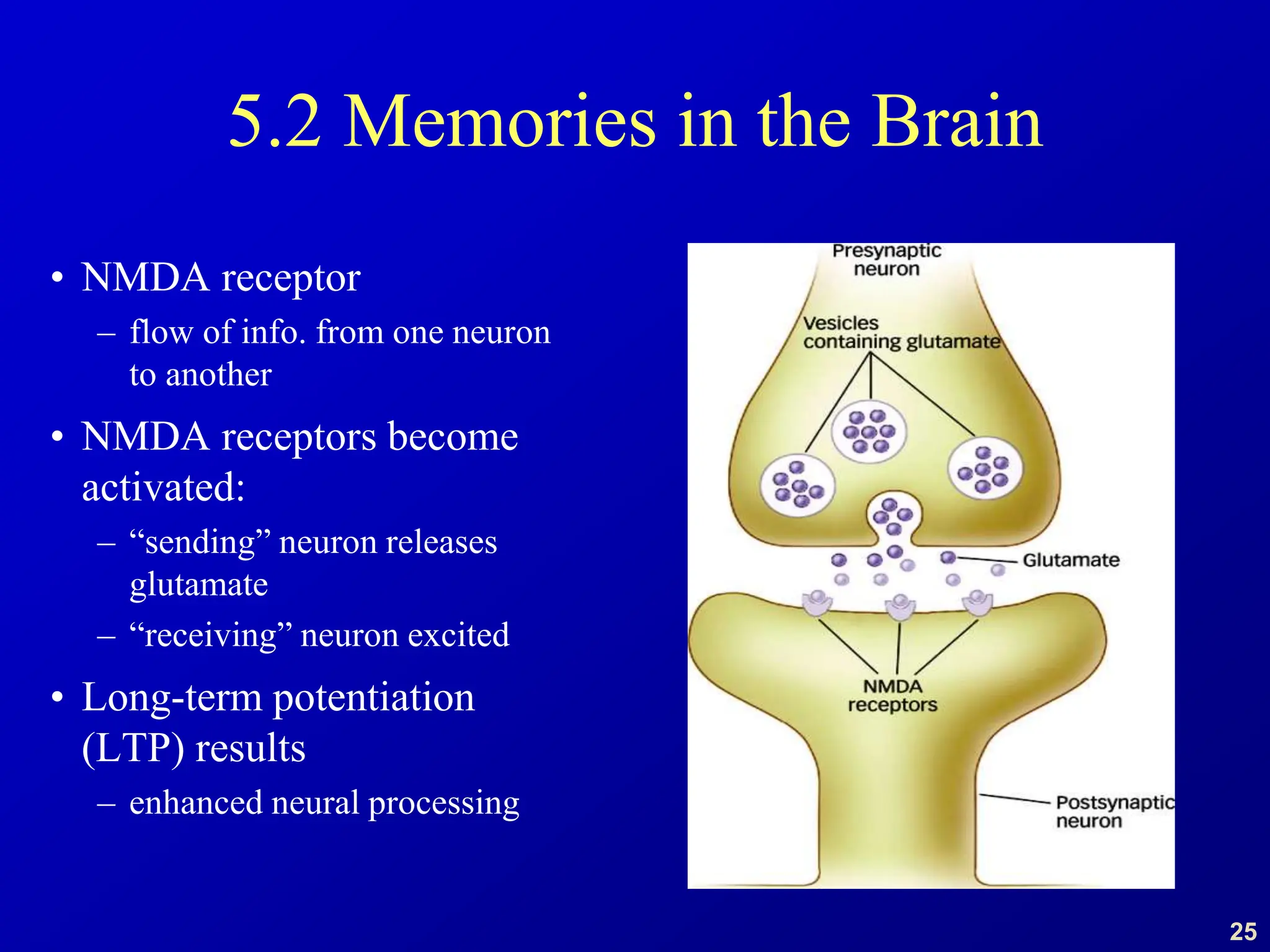 25
5.2 Memories in the Brain
• NMDA receptor
– flow of info. from one neuron
to another
• NMDA receptors become
activated:
– “sending” neuron releases
glutamate
– “receiving” neuron excited
• Long-term potentiation
(LTP) results
– enhanced neural processing
 