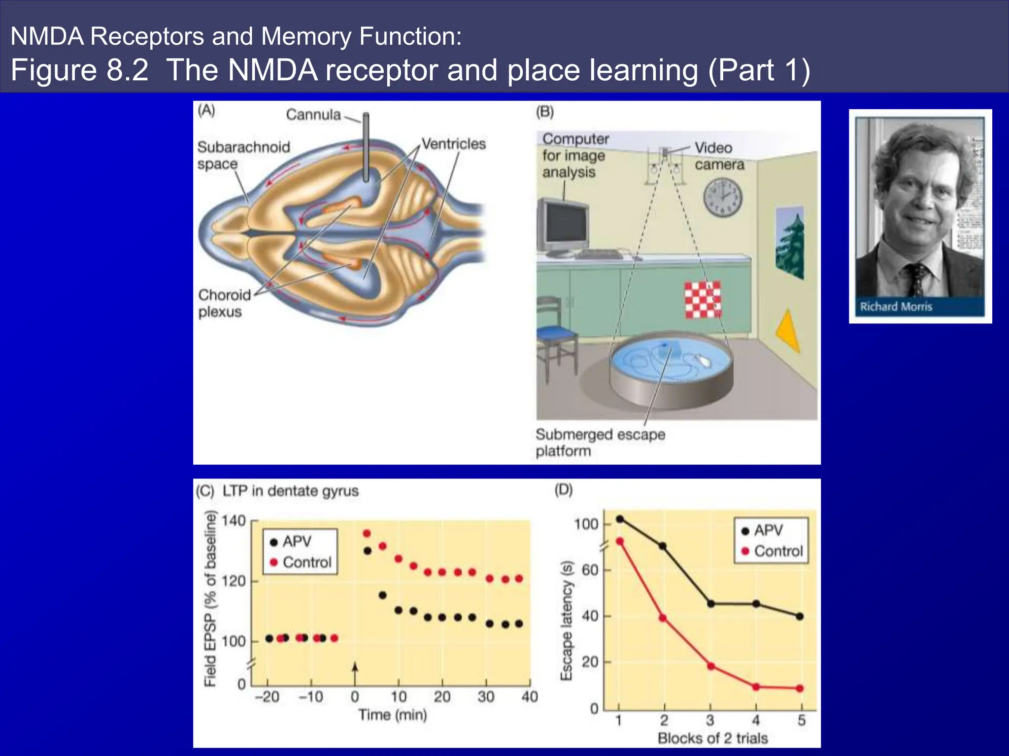 NMDA Receptors and Memory Function:
Figure 8.2 The NMDA receptor and place learning (Part 1)
 
