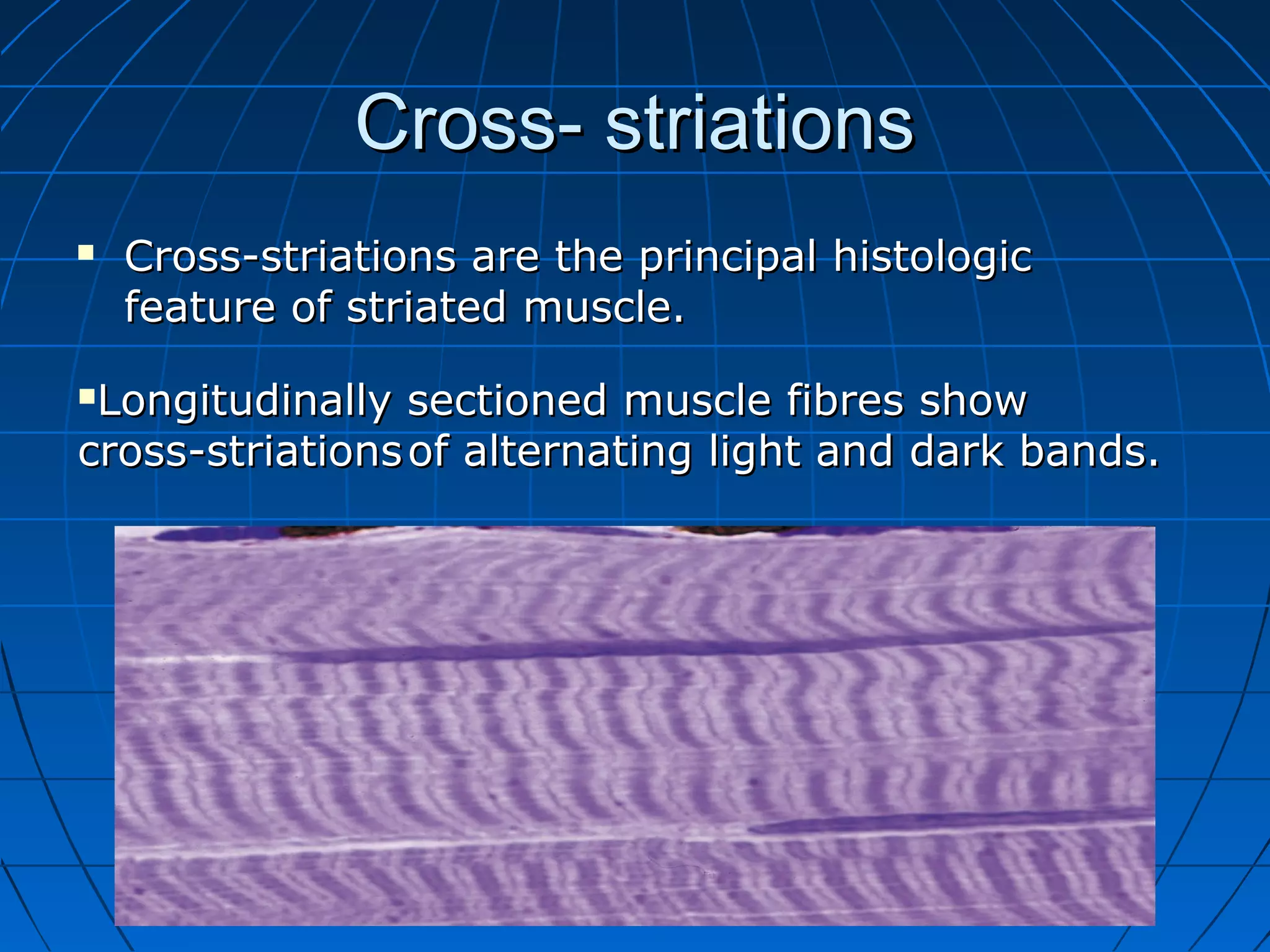 Cross- striations


Cross-striations are the principal histologic
feature of striated muscle.

Longitudinally sectioned muscle fibres show
cross-striations of alternating light and dark bands.


 