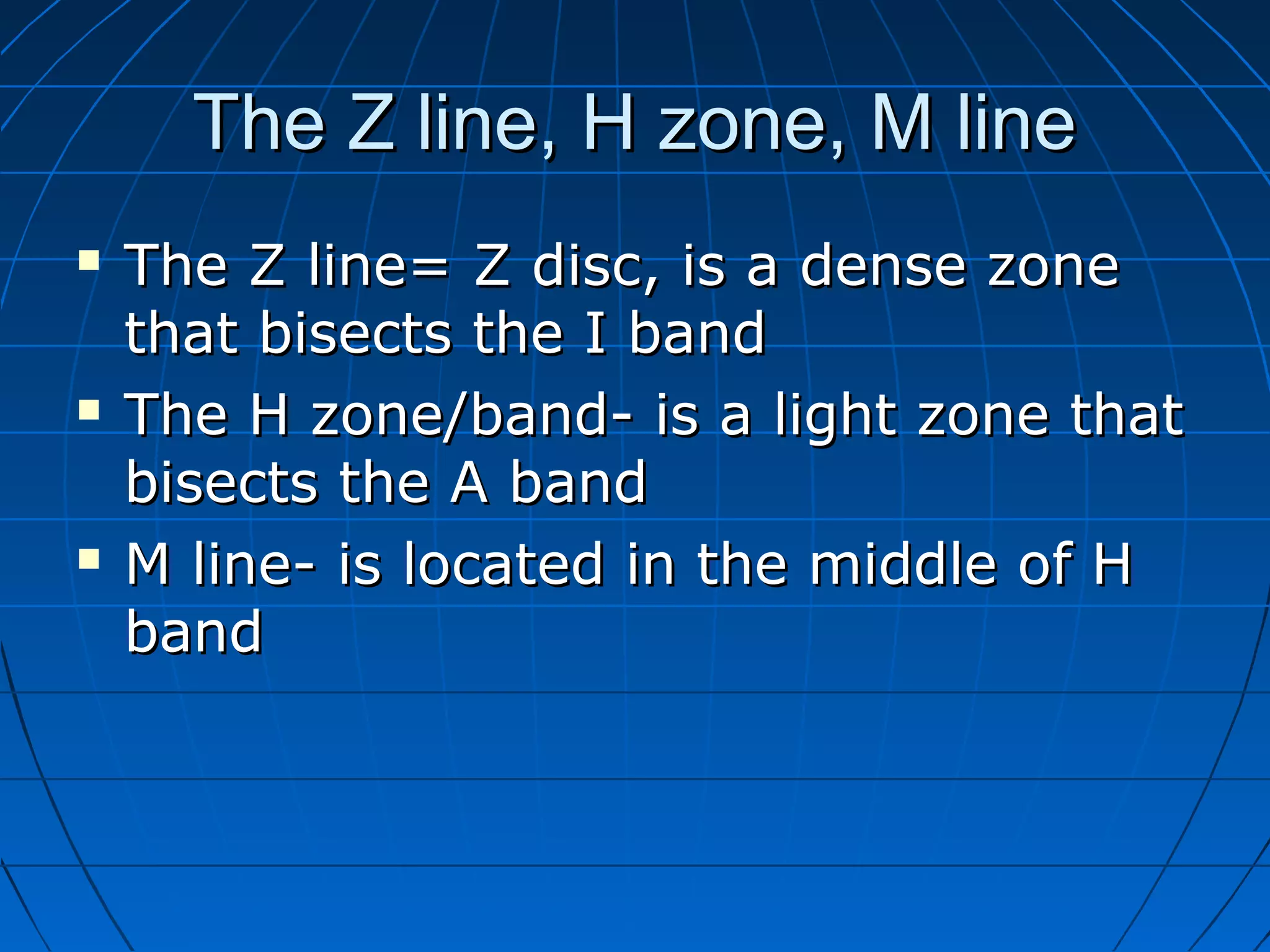 The Z line, H zone, M line






The Z line= Z disc, is a dense zone
that bisects the I band
The H zone/band- is a light zone that
bisects the A band
M line- is located in the middle of H
band

 