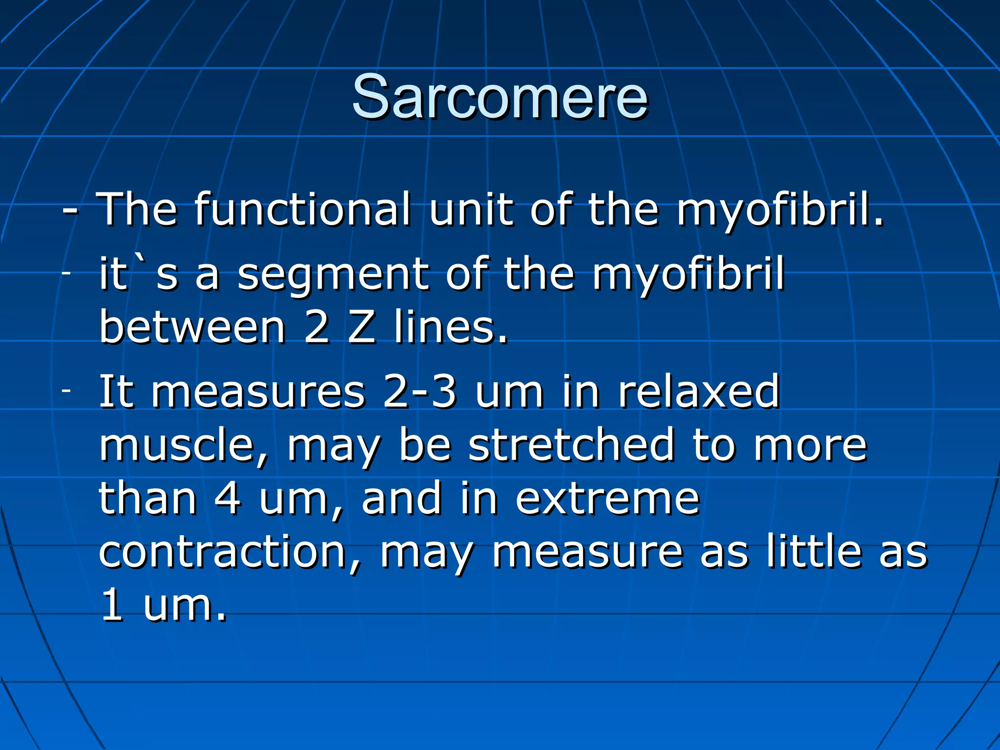 Sarcomere
- The functional unit of the myofibril.
- it`s a segment of the myofibril
between 2 Z lines.
- It measures 2-3 um in relaxed
muscle, may be stretched to more
than 4 um, and in extreme
contraction, may measure as little as
1 um.

 