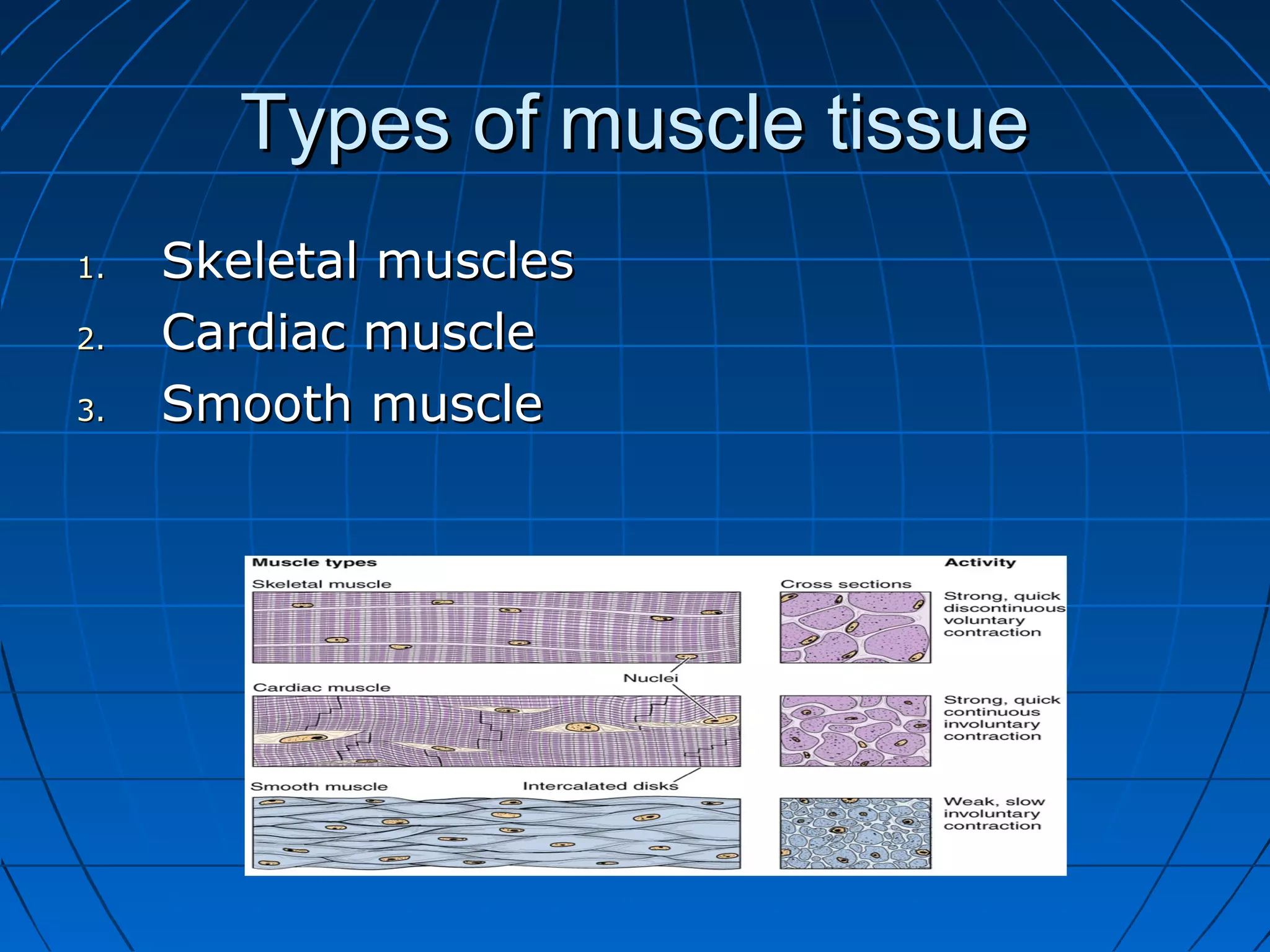 Types of muscle tissue
1.
2.
3.

Skeletal muscles
Cardiac muscle
Smooth muscle

 
